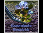 Bucephalandra Brownie Iris Live Aquatic Plants Aquarium Plants Freshwater Buce