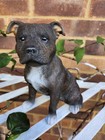 Staffordshire Brindle Staffie Figurine Ornament Collectable Memorial Vivid Arts