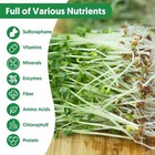 Sprouting Seeds  Broccoli Sprouts Seed  Non-gmo Microgreens Mix  8 Oz  Green