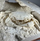 2 Inch Travertine Crab Fossil Turkey  Fossil Travertine Crab Potamon Crustacean