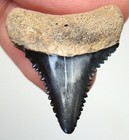 Great White Shark Tooth Real Fossil - Shark Teeth 1 Inch - No Restorations