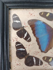 Butterfly Collection Giant Blue Morpho And 6 Doris Longwings