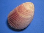 Vasticardium Papuanum  vidal  1996   beautiful     92 0mm 