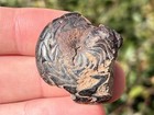 Discoclymenia Cucullata Fossil Goniatite Morocco Ammonite Devonian Age
