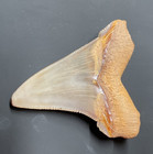 2 39 Inch Angustidens Shark Teeth Fossils