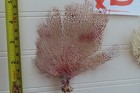 3- Natural Sea Fan - Coral - Sea Whip - Free Shipping 5x4 5  4x3  4 5x3 5 Inches