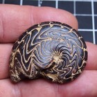 46mm Goniatite Hematite Discoclymenia Devonian Fossil Ammonite 009