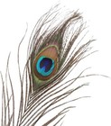 100 Pieces Natural Peacock Feathers  10-12 Inches  For Crafts Costumes   Decore