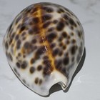 Leopard Cowrie Cypraea Tigris Specimen Museum Quality High Gloss Hawaii