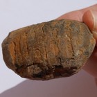 Cephalopod Fossil From Bolivia Devonian Belen Formation Cyrtoceras Sicasicaense