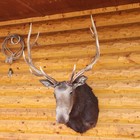 Moose Mount With 6x6 Elk Antlers  melk  Taxidermy Oddity Lodge Or Bar Decor