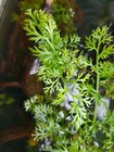 Water Sprite Live Aquarium Plant  5  Stems 