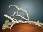 Large 21    Manzanita Driftwood Branch  Aquarium  Terrarium  Aquascape home Decor