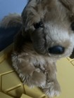 Fao Schwarz 2017 Realistic Golden Labrador Retriever Puppy Dog Plush Toy 20  In