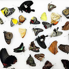 10 Pcs Real Butterfly Specimen - Taxidermy Butterfly Diy Creative Production