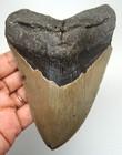 Megalodon Shark Tooth - Real Fossil Xl 5 08    - Huge Shark Teeth No Restorations