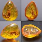 1 X Beautiful Amber Scorpion Fossil Insects Manual Amber Rough Polishing Q7d2