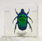 38mm Real Flower Chafer Beetle In Clear Resin Preserved Heterorrhina Sexmaculata