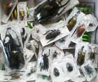 Real Beetle Mix  Assortment Of 5 Tropical Beetles From Thailand  Indonesia  Peru