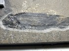 Devonian Fish Fossil Dipterus Valenciennesi From Orkney Isles Scotland 