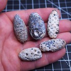 5pcs Lot Equicalastrobus Sp  Pine Cone Seed Chalcedony Fossil Plant Eocene