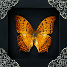 Real Orange Butterfly Framed Taxidermy Insect Shadow Box Display Gift For Her