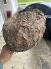 2 Wasp Nests Hornets  Wasp Bee Hive Nest Real Nest   Fast Shipping