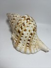 Triton s Trumpet Large Conch Shell Natural Charonia Tritonis Seashell Ocean 11 