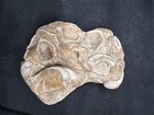 Texas 4    Fossil Oyster Plate- Gryphea Washitaensis  Fort Worth Formation