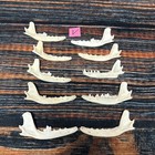 10 Real Fox Jaws Knife Handle Art Supply Witch Craft Animal Mount Halloween Odd