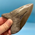 4 46    Megalodon Shark Tooth - Excellent Serrations  - No Restoration Or Repair