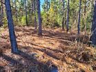 Long Leaf Pine Needles For Basket Making 