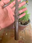 18s Antique Hand Forged Iron Handle Blade North Indian Warrior Combat Spear Head