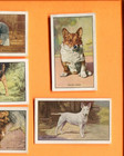 1936 Gallaher Ltd  Dogs 11 Tobacco Card Lot Series 1