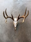 Large Deer Antler Mount Euro Mount White Tail Buck Antlers Wall Hanger Decor