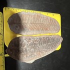 Indiana Fern Fossil Hard Rock Nodule Complete 3 375 Inch Fern Both Sides Great 