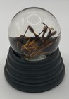 Real Preserved Spider Wet Specimen In 45mm Globe