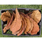 20 Pcs Indian Almond  catappa Leaves Shrimp Betta Fish Aquarium Care-new