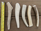 Buckpinec  1  Pcs Whole Elk Deer Antler Dog Chews Med large Premium Made In Usa