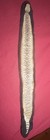 Western Rattlesnake Hyde Skin Head Open Mouth And Fangs   Rattle Taxidermy Felt