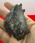 Gebel Kamil Iron Meteorite  Egypt  Iron Meteorite  Astronomy Gift  250 39 Grams