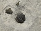 Trilobite-enrolled Waldron Shale Calymene Breviceps From Indiana-fossils Crinoid