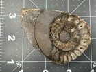     2-3 4 Inch Ammonite Fossil Specimen - Reichenbach South Germany Video   163