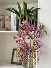 3pcs Artificial Cymbidium Orchid With Leaves Hanging Realistic Flower Rose Red