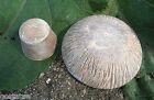 Mushroom Mold Poly Plastic 2 Piece Concrete Plaster Mould 4 h X 5 5 w At Top