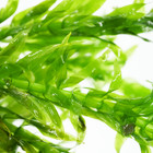 Buy2get1free Egeria Densa Bundle Live Aquarium Plant Freshwater For Fish Tank