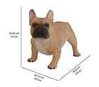 Large Brown French Bulldog Puppy Dog - Life Like Figurine Statue Home Garden