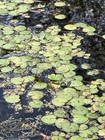 Organic Frogbit Floating Sponge Aquarium Pond Plant 15 Leaves Buy 2 Get One Free