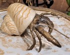 Porcelain   Bronze Coral Crab In Shell Sculpture Figurine-10   X 5  h