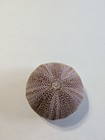 Purple Sea Urchin Shell Test Approx  4 In Diameter Seashells Beach Ocean Nature 